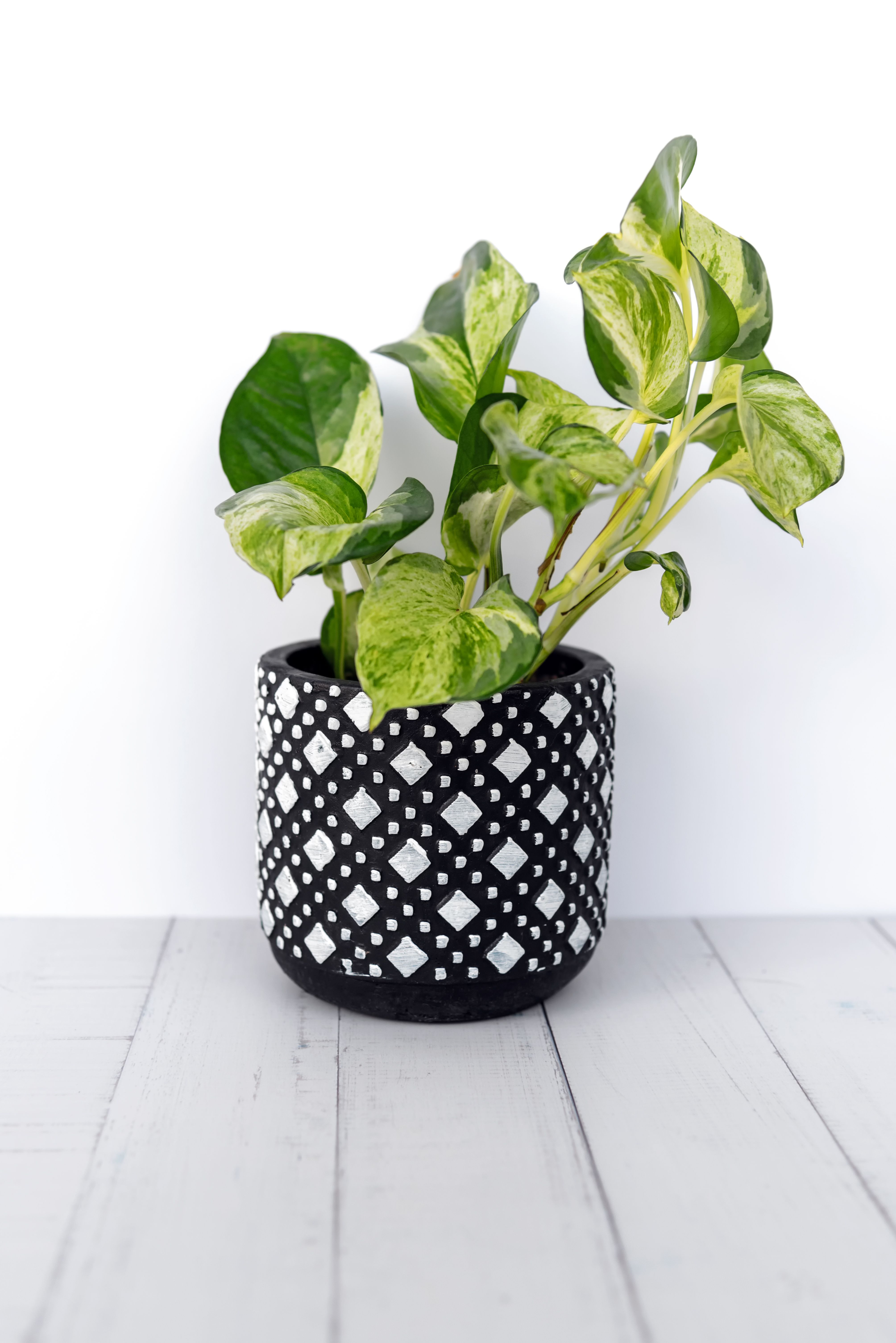 Pothos dogs best sale