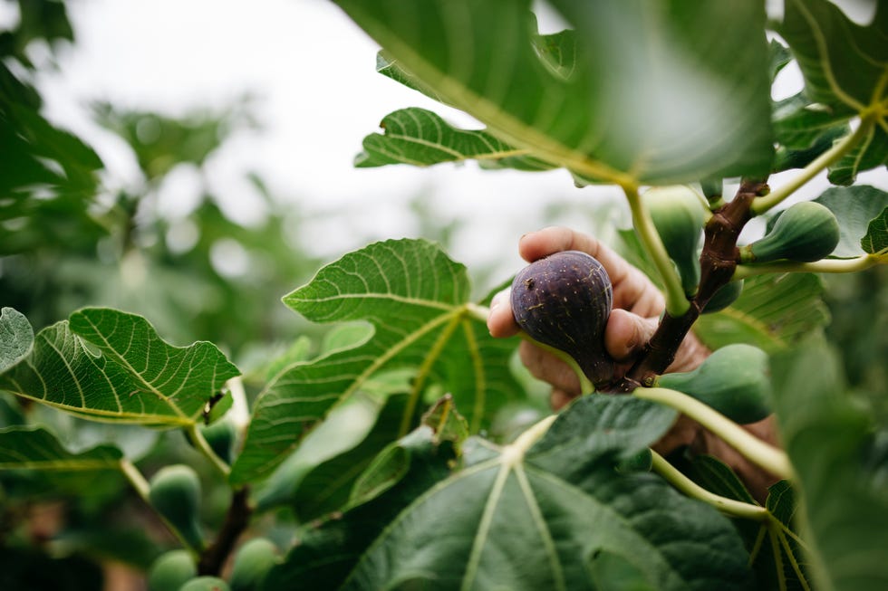 man's hand picking fig from tree