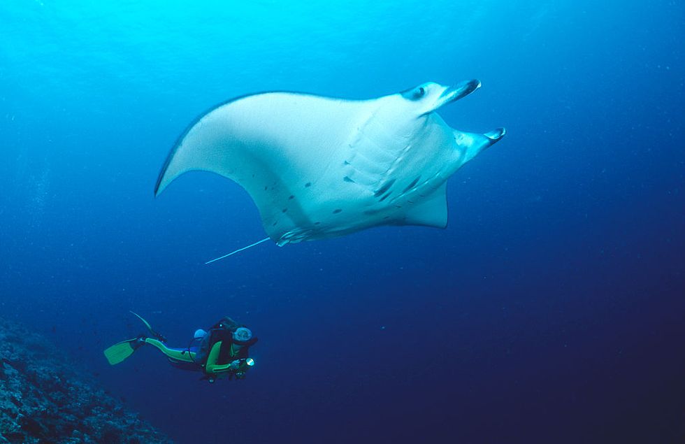 manta ray and scuba diver, manta birostris, maldives island, indian ocean, ari atol