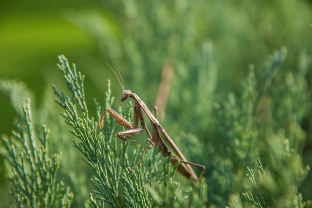 Christmas Tree Bugs How to Prevent Christmas Tree Bugs