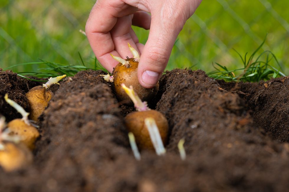 manual planting of potato tubers in the ground. early spring preparation for the garden season.