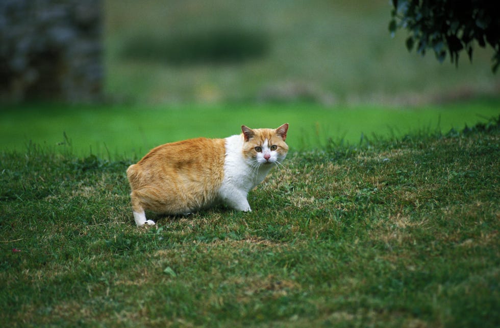 15 Beautiful Long-Haired Cat Breeds that Make Wonderful Pets