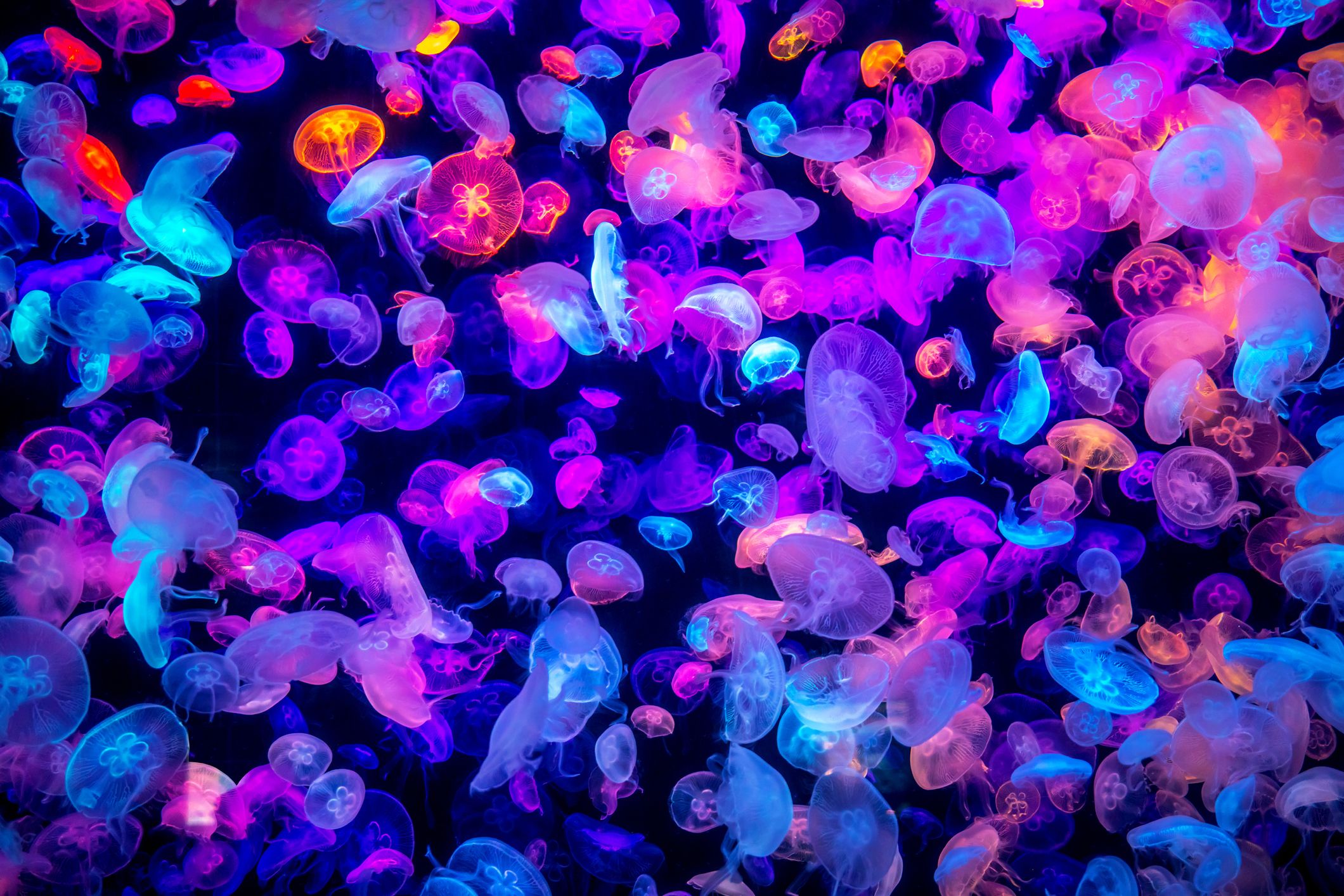 cool jellyfish photography
