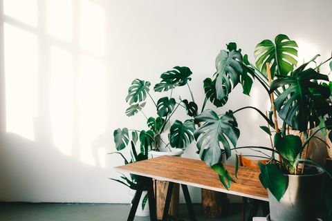 many different monstera in pots, on a wooden table, on a white background,copy space