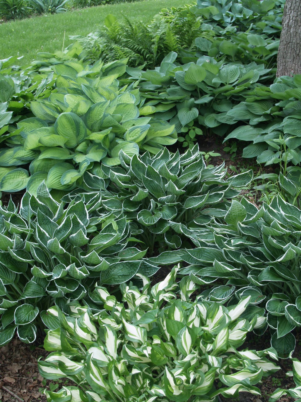 best shade perennial hosta