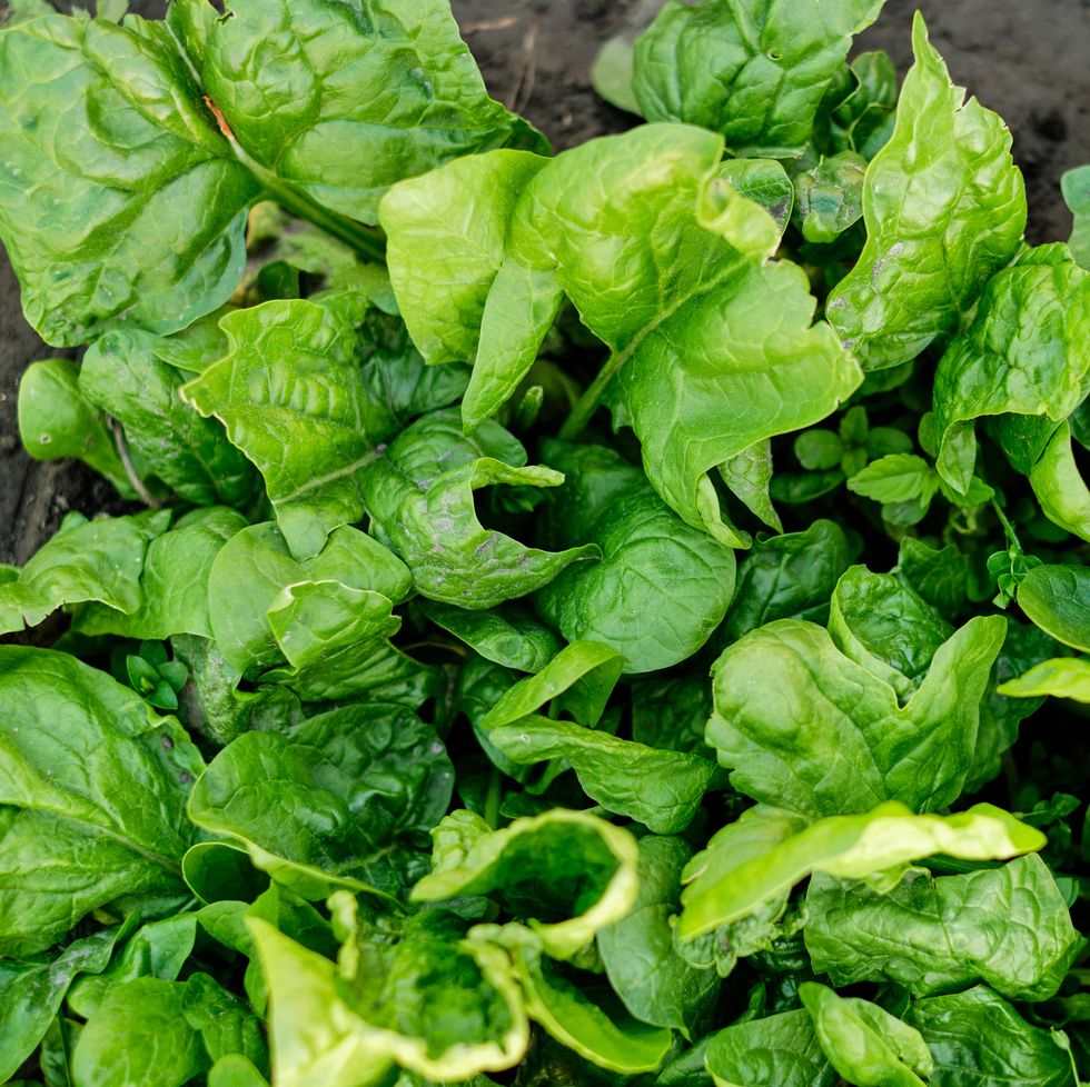 many leaves of organic green salad