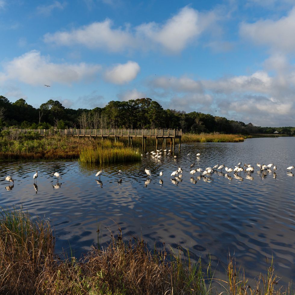 many wood storks and a wooden dock in the marsh of huntington beach state park in south carolina
