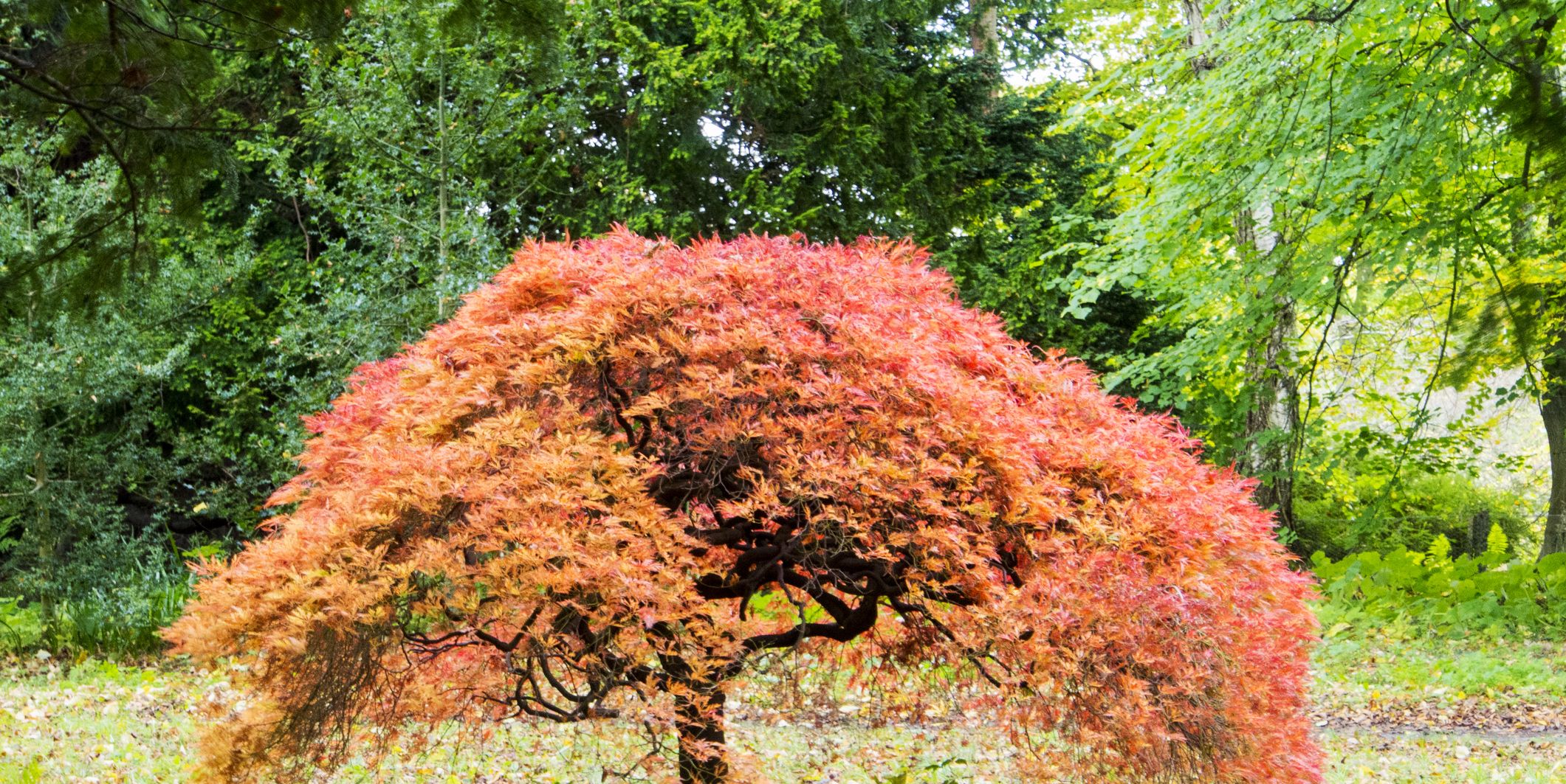 thin tree with red leaves