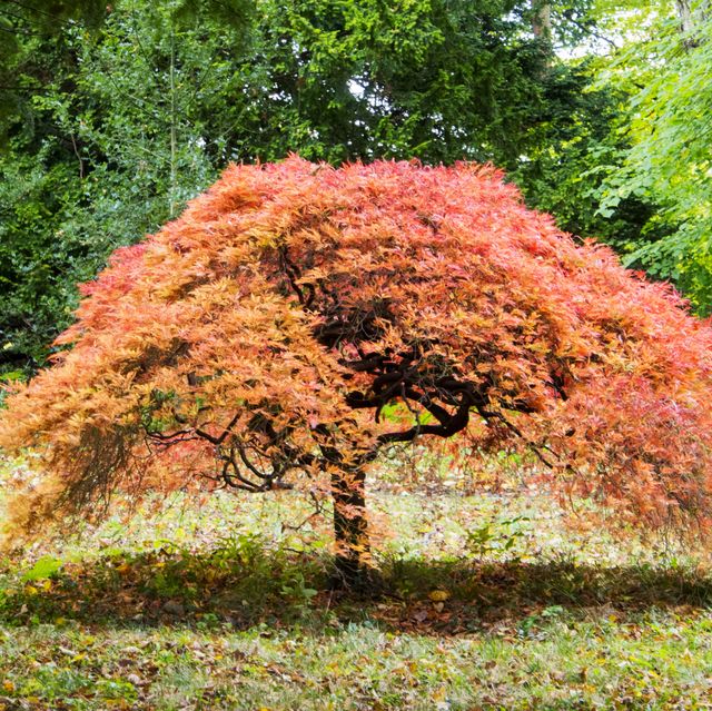 an acer in howick hall gardens, northumberland, uk