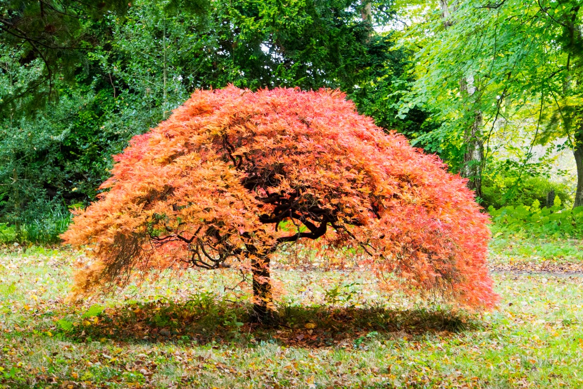 Garden Trees garden-trees