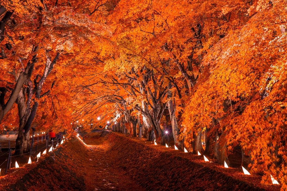 Maple Corridor at Kawaguchiko