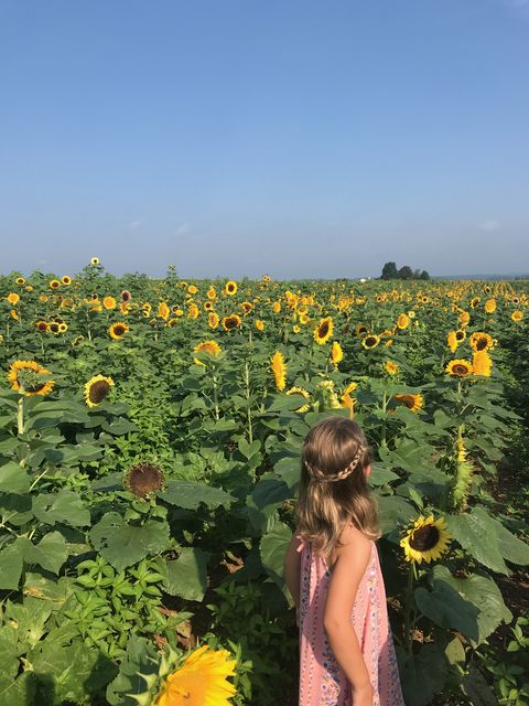 little girl in pink dress in a field of sunflowers