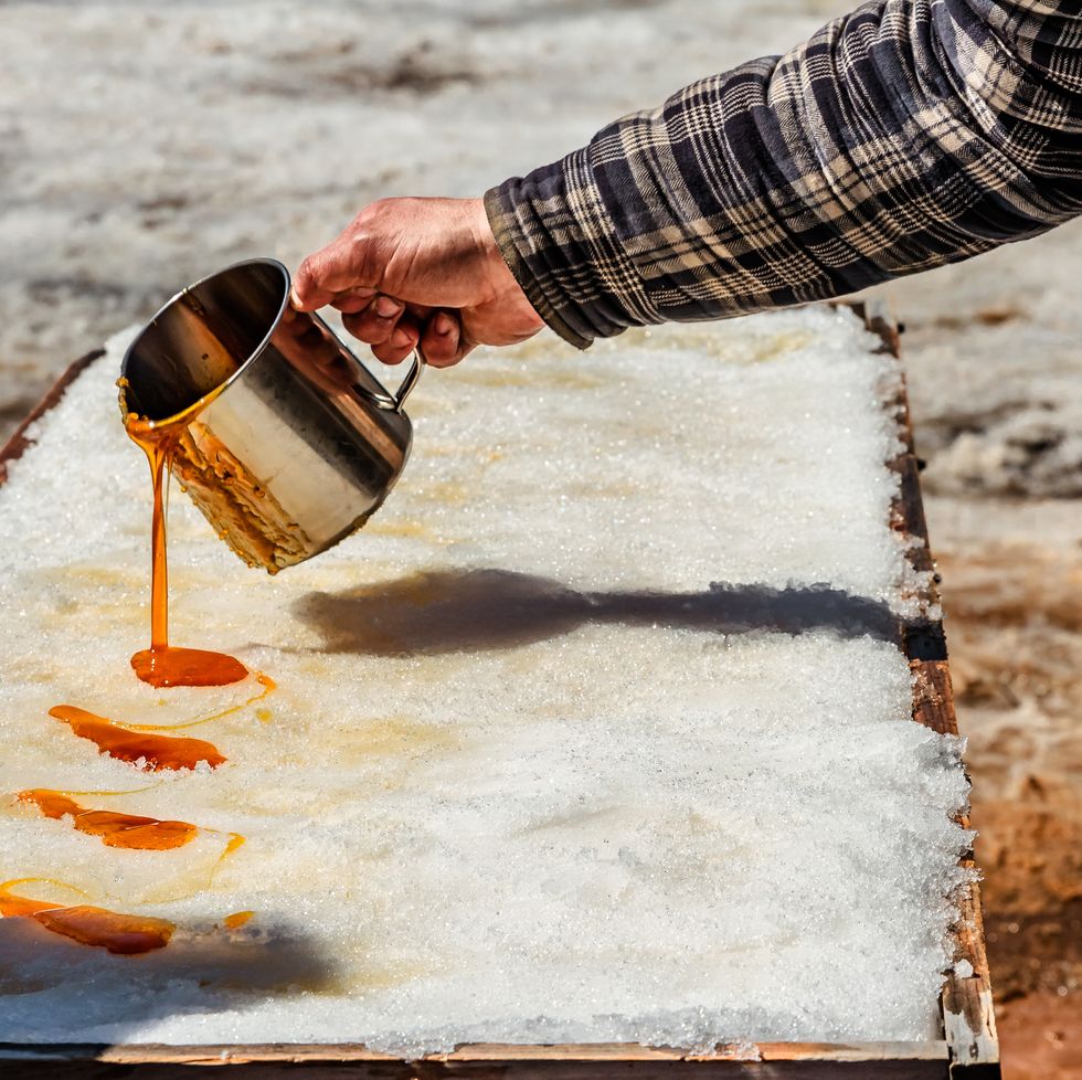 maple trees in toffee season