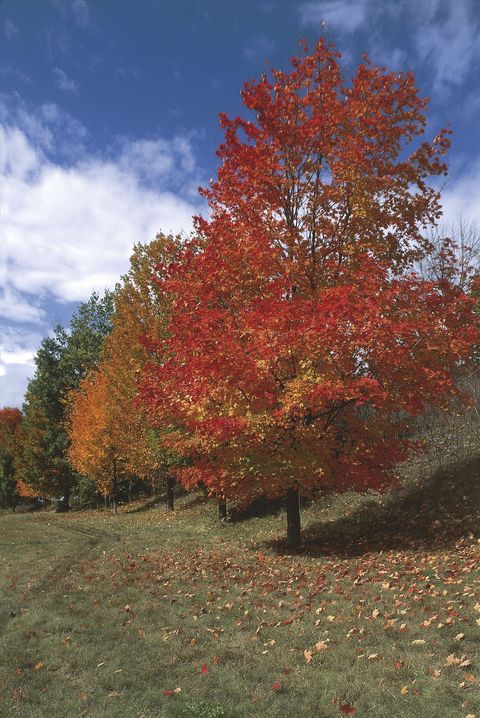 maples in autumn around shelburne falls