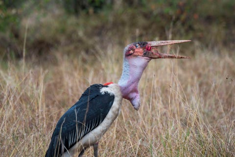 a marabou stork leptoptilos crumenifer is swallowing a