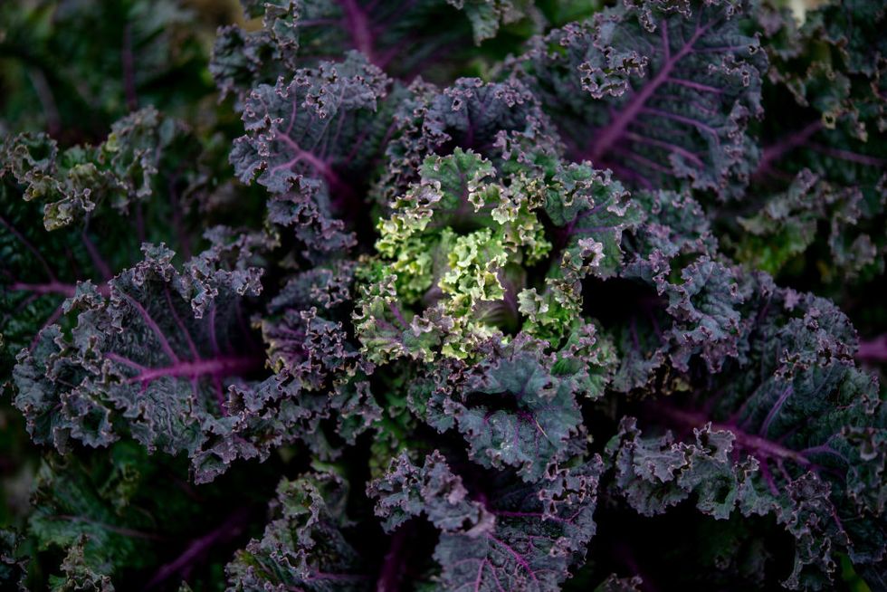 research on kale in oldenburg