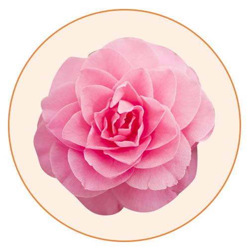 Pink, Petal, Flower, Rose, Plant, Japanese Camellia, Rose family, Camellia, Garden roses, Plate, 