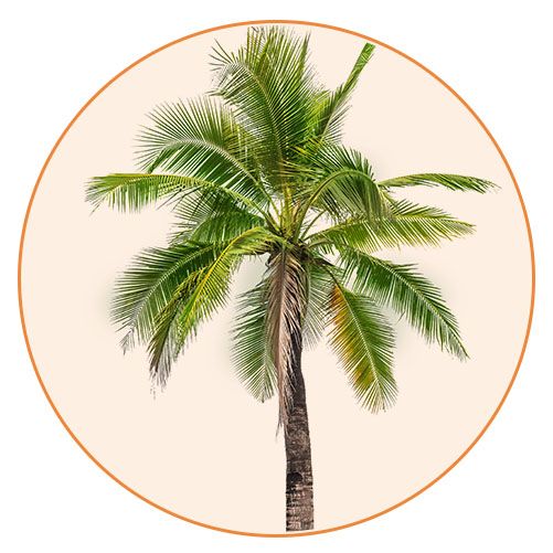 Tree, Palm tree, Arecales, Elaeis, Plant, Desert Palm, Woody plant, Sabal palmetto, Coconut, Roystonea, 