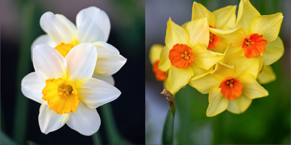 march daffodil and jonquil