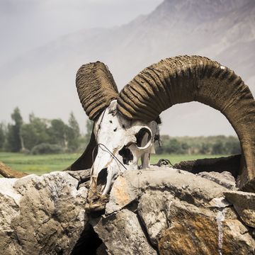 marco polo sheep skull in tajikistan