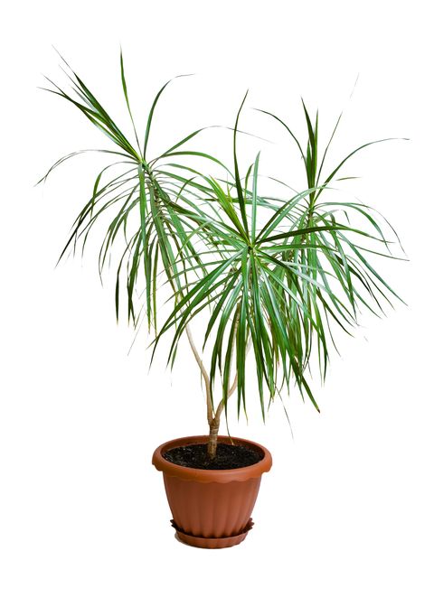 marginata plant