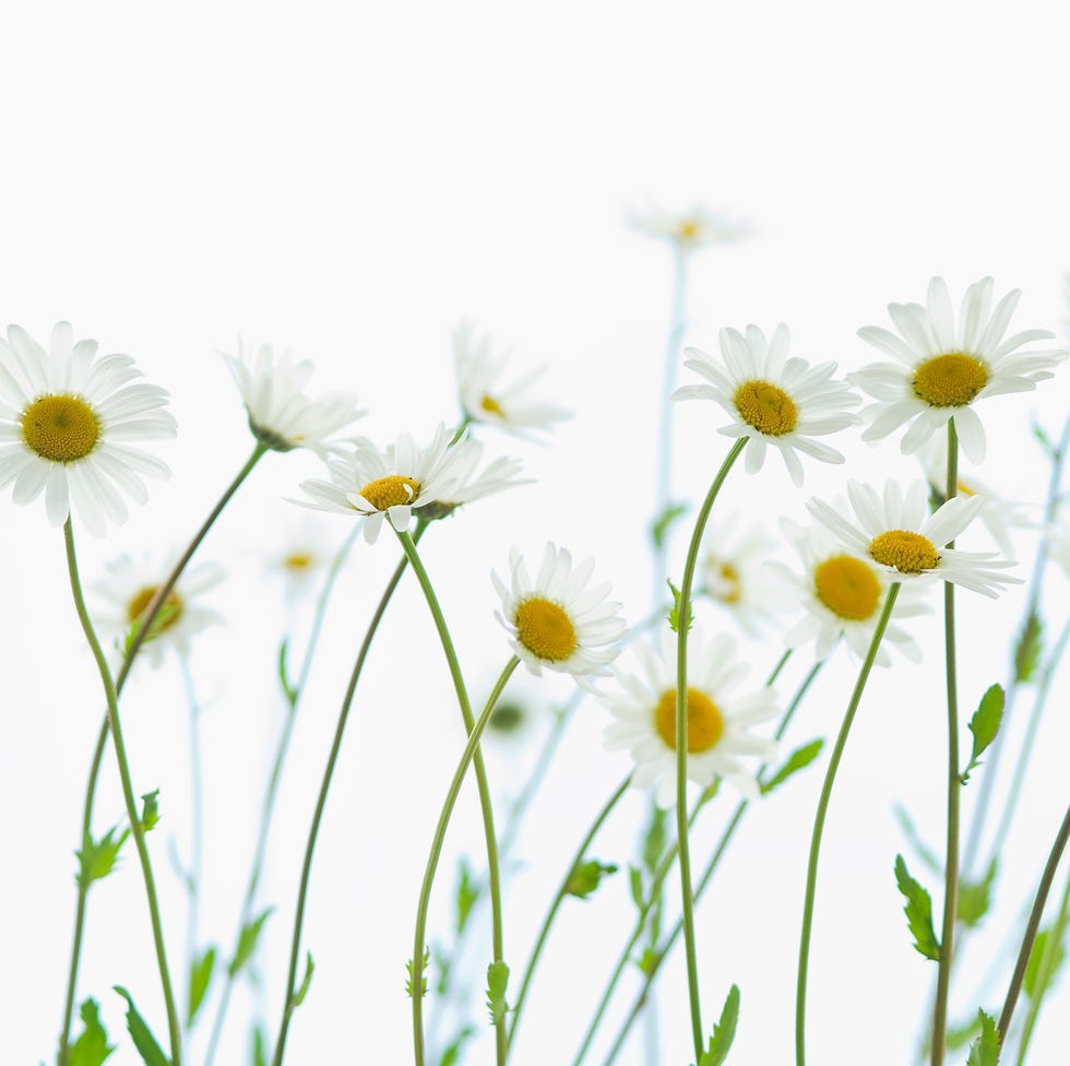 daisies marguerite flowers