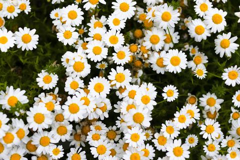marguerite daisy white flowers
