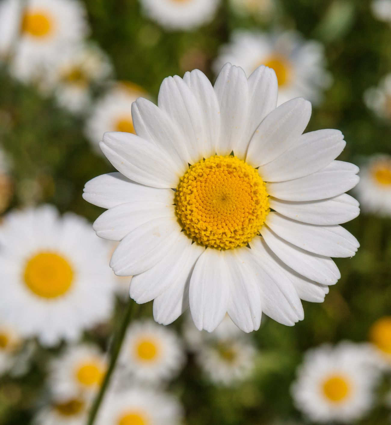 daisy flowers images