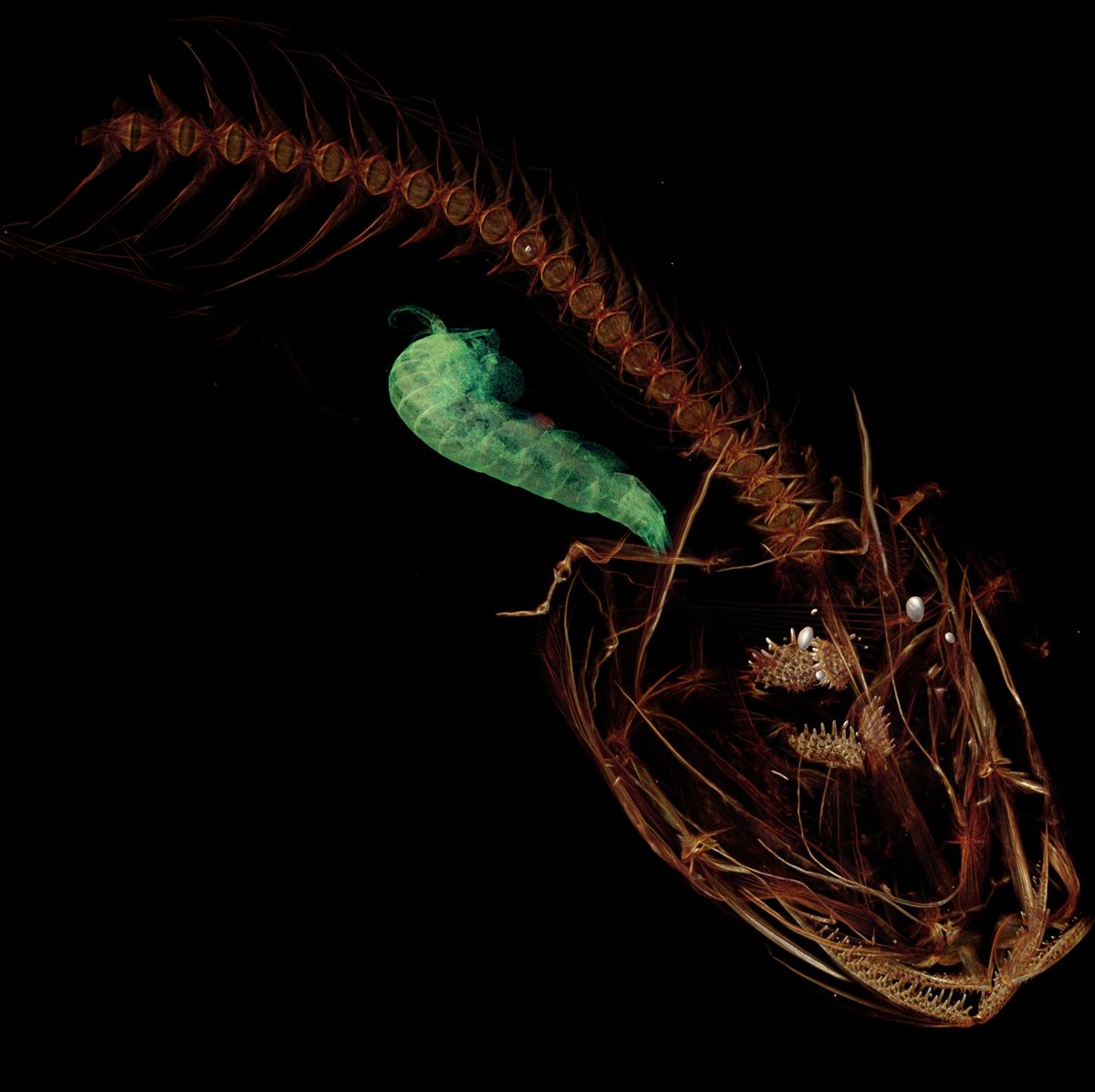 Deepest Fish Ever Discovered in Mariana Trench