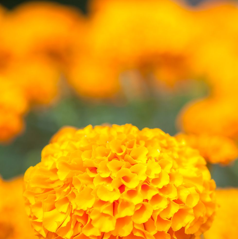 summer flowers, close up of a yellow marigold flower