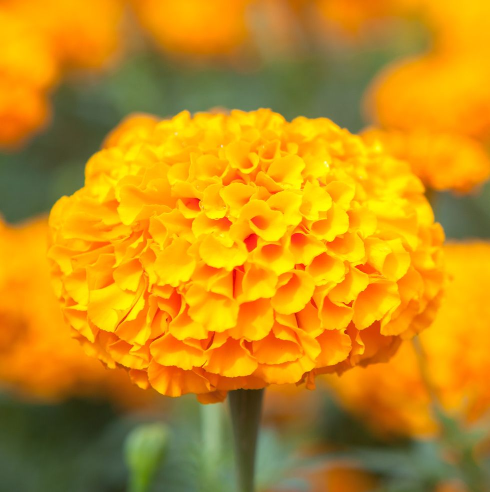 summer flowers, close up of a yellow marigold flower