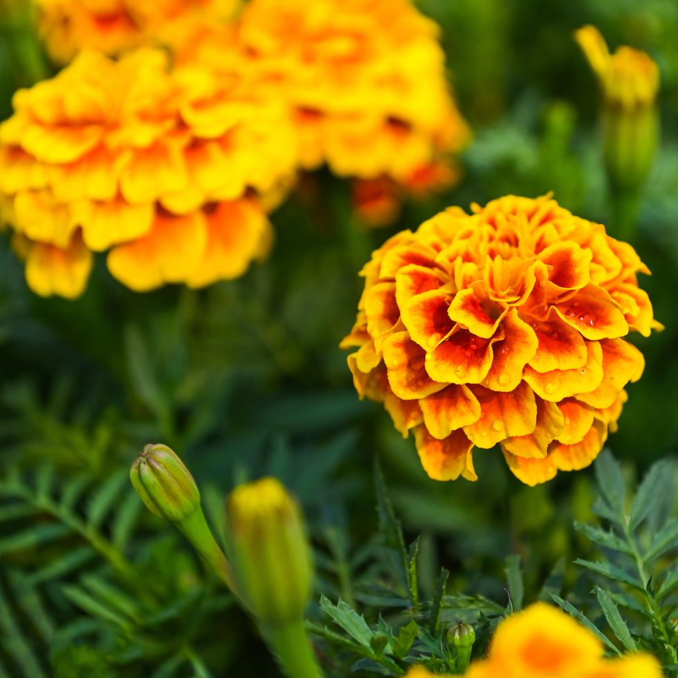outdoor plants for patio marigold