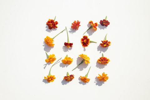 marigold flower heads are laid out on white background knolling healing herbs
