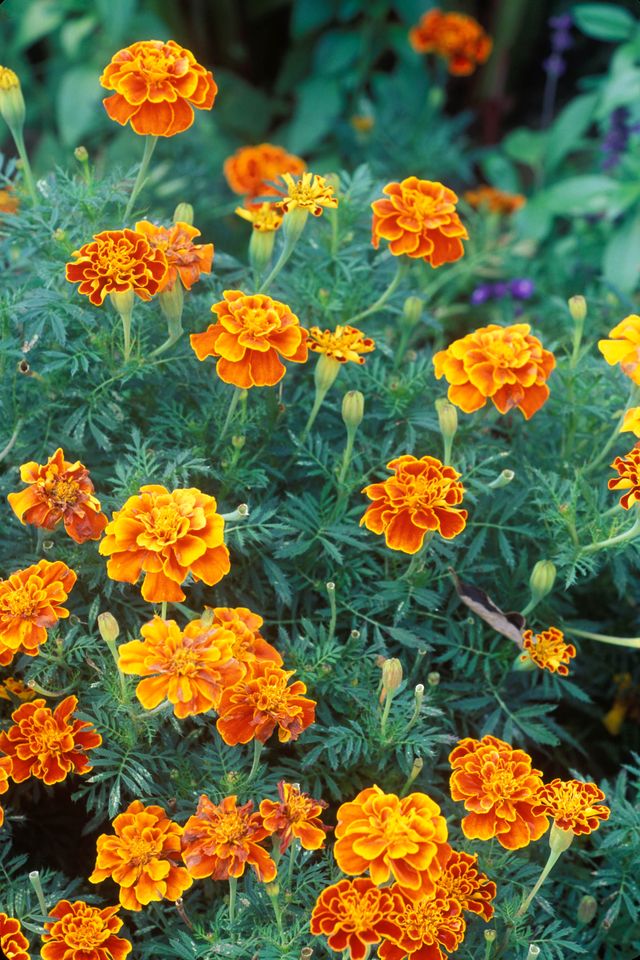 Tagetes patula 'queen sophia' (french marigold) orange flower