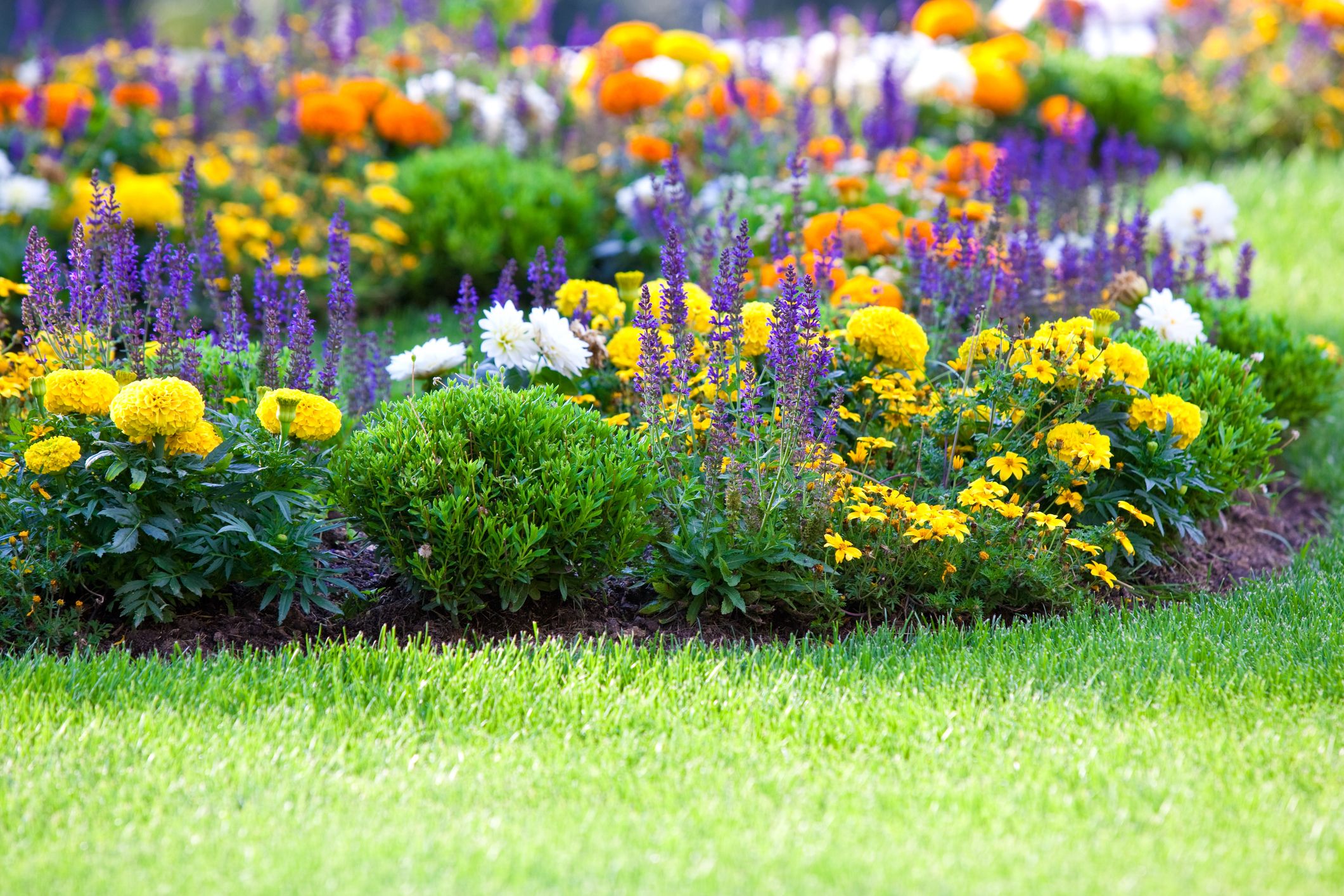 12 Plants That Are Natural Insect Repellents