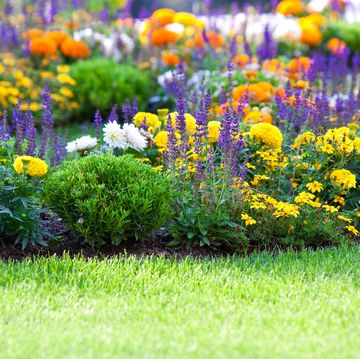 multicolored flowerbed on a lawn horizontal shot small grip