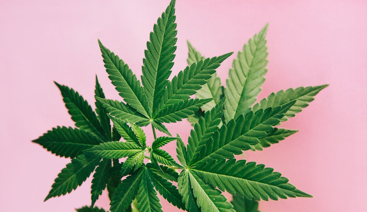 marijuana leaves background