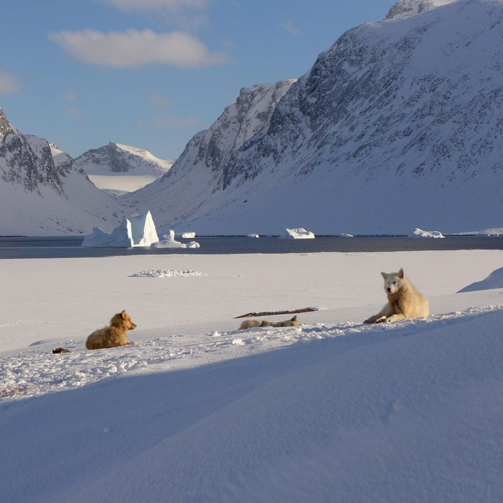 cani slitta, Marina Aliverti, Cold is Hot, Groenlandia