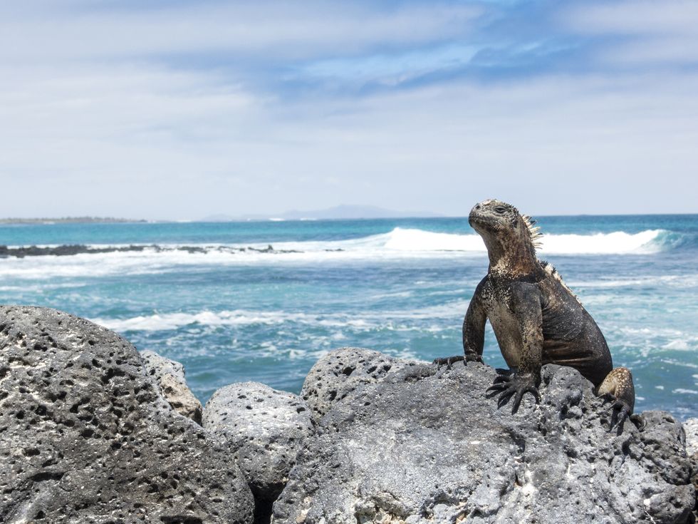 marine iguana on rock at beach against sky