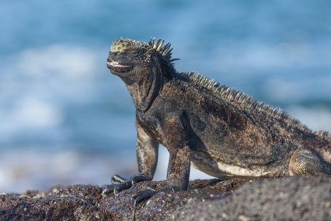 marine iguana on a rock