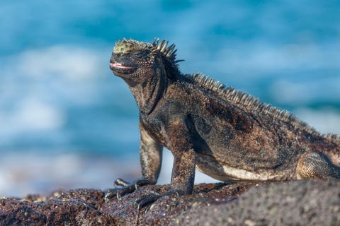 Endangered Sea Animals: List of 20 Species That Need Our Help Endangered Sea Animals: List of 20 Species That Need Our Help