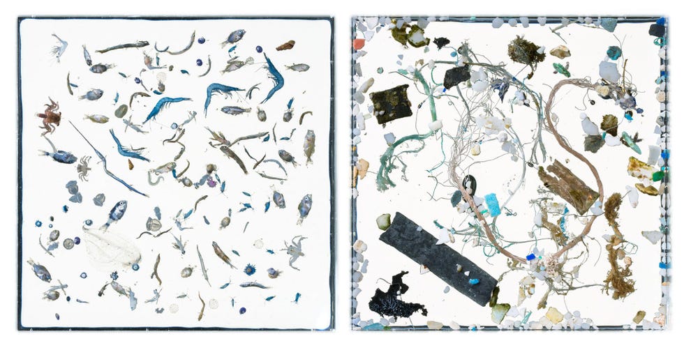 Op dit paar fotos zijn zeediertjes links en plasticdeeltjes rechts in aparte beelden vastgelegd Zowel het plankton als het plastic werd aangetroffen in een watermonster van 358 kubieke meter oppervlaktewater genomen op een plek voor de kust van Hawa waar zeestromingen samenkomen en zich dichte films van plankton vormen Deze films bevatten vaak een zeer hoge concentratie van ronddrijvende deeltjes