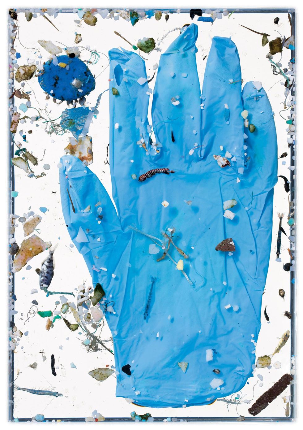 Deze blauwe handschoen ligt nog maar kort in zee en is nog niet door golven en zonlicht uiteengevallen in kleine deeltjes oftewel microplastics De larve links van de duim is van een kwallenvis de gestreepte onder aan de wijsvinger van een goudmakreel