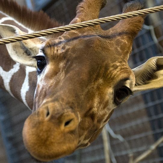Public Dissection of Lions at Zoo That Killed Giraffe Raised Controversy  About Euthanasia of Healthy Animals in Zoos