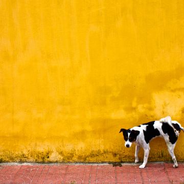 dog marking territory on a yellow wall