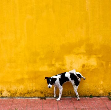 dog marking territory on a yellow wall