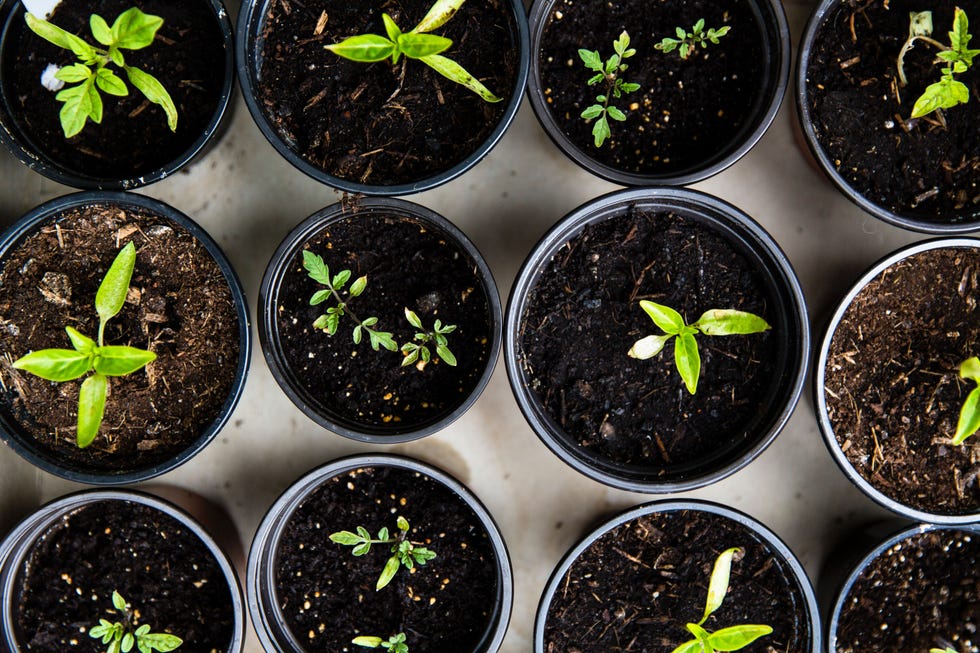 Tomatenplantjes worden gekweekt voor eigen gebruik Plantjes in de buitenlucht creren een perfect microsysteem voor insecten en bestuivers nu de biodiversiteit in een crisis verkeert