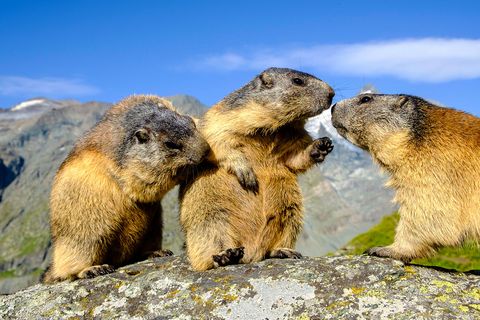 Vertebrate, Mammal, Groundhog, Marmot, Groundhog day, Terrestrial animal, Hoary Marmot, Rodent, Snout, Squirrel, 