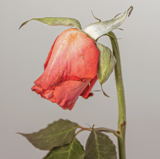 dead rose flower