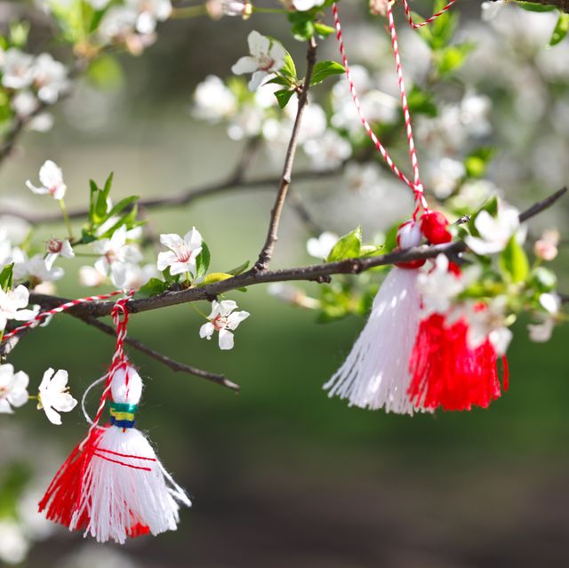bulgarian traditional custom spring sign martenitsa on blossom tree branch